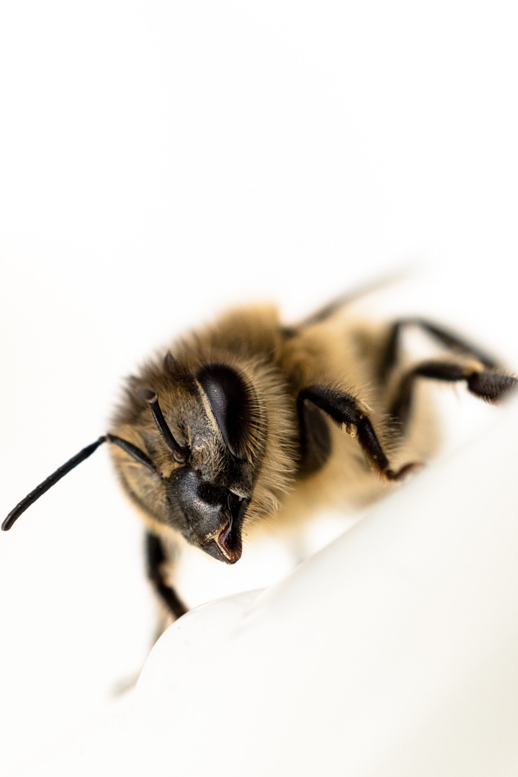 bee