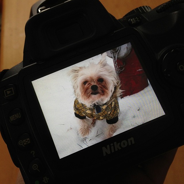 Donut WInter Coat Fetch Dog Fashion