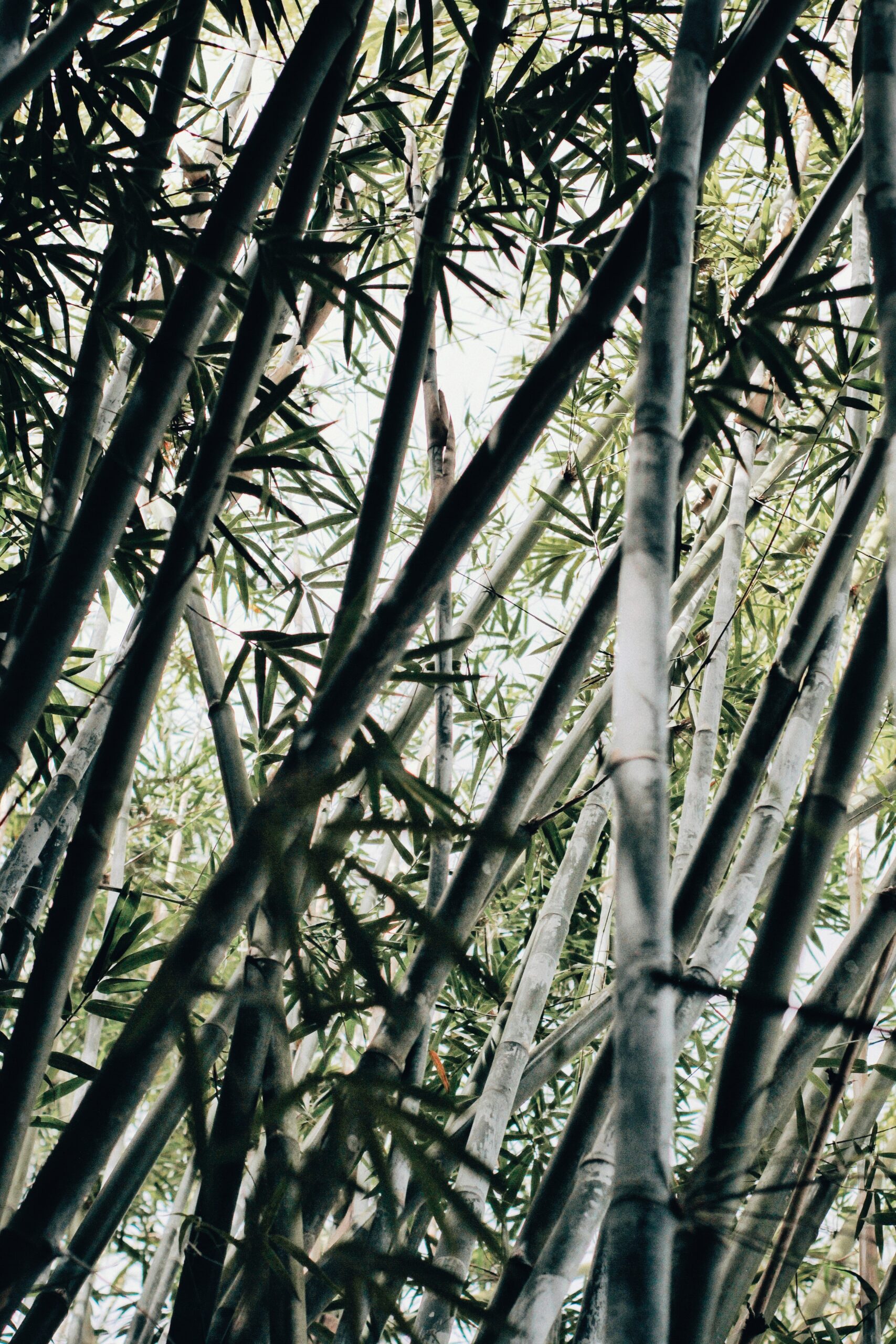 bamboo2